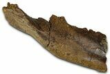 Cretaceous Fossil Mammal Jaw Section - Wyoming #379752-1